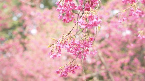 樱花视频在线网站,畅享海量精彩，解锁视听盛宴新篇章